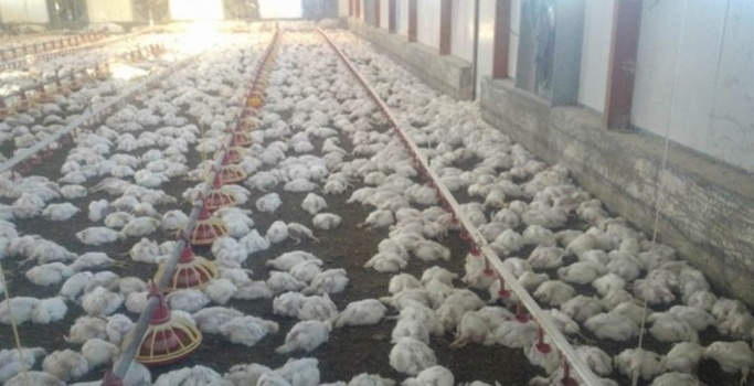 نفوق 16000 طير من مزرعة للدواجن في نابلس