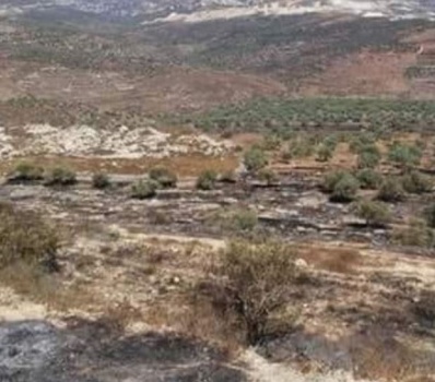 مستوطنون يحرقون 300 شجرة زيتون في نابلس