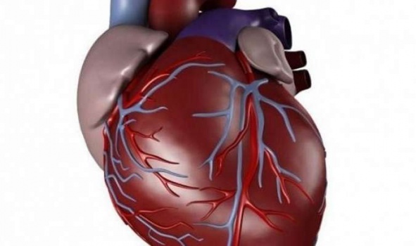 هل حقا يتوقف قلبك عند العطاس ؟