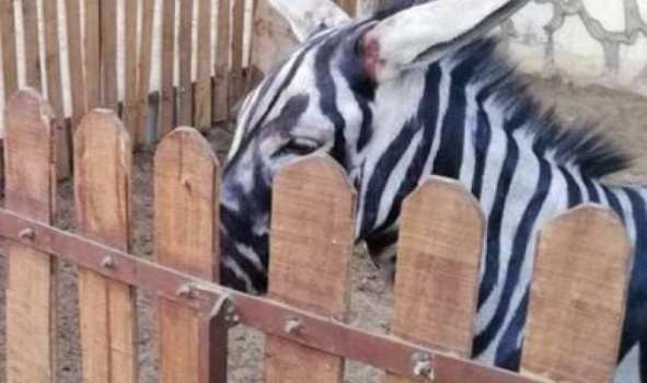 صور.. حمار دهنوه ليصبح وحشياً بحديقة حيوانات بمصر