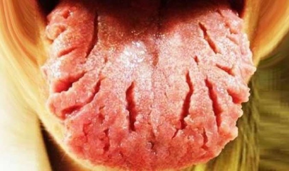هل هو صحيح أن اللسان مُقسّم لمناطق تذوّق أم هو مجرد خرافة؟؟