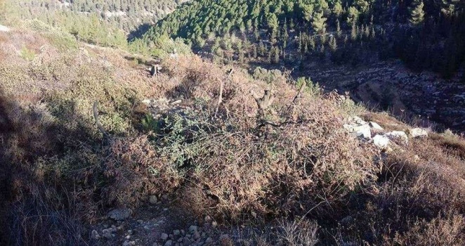 الاحتلال يقتلع 350 شجرة مثمرة غرب سلفيت
