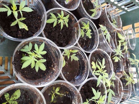 الشرطة تضبط 20 شتلة ماريجوانا داخل منزل في يطا جنوب الخليل