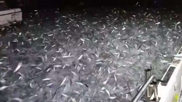 شاهد.. هجوم مفزع لآلاف من أسماك السردين على قارب صيد