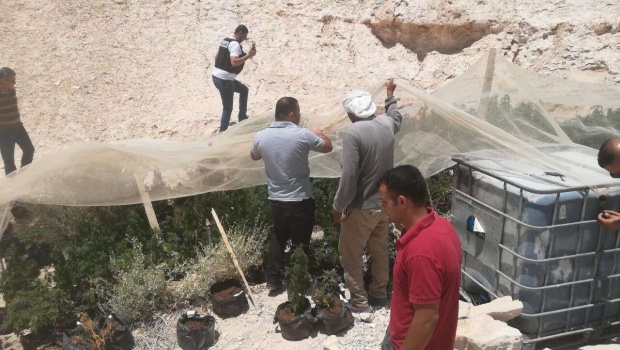 بالصور...الامن الوقائي والشرطة وباسناد الامن الوطني يضبطون 500 شتلة مخدرة ببيت لحم .