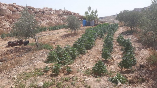 بالصور...الاستخبارات  والشرطةوالنيابة يضبطون  405  اشتال مخدرة في  السموع جنوب الخليل.
