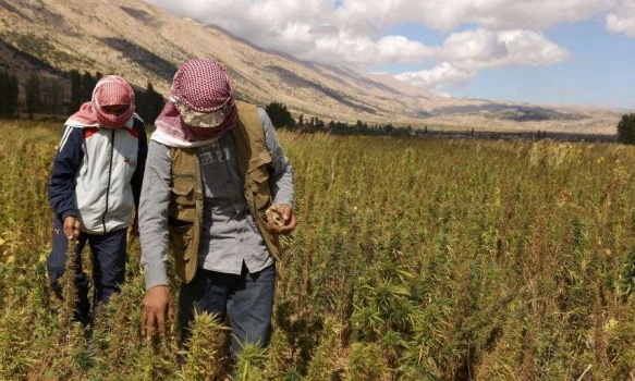 تشريع زراعة الحشيش في لبنان قريبا