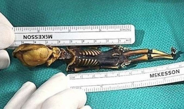 هيكل عظمي بطول 6 بوصات يثير حيرة العلماء