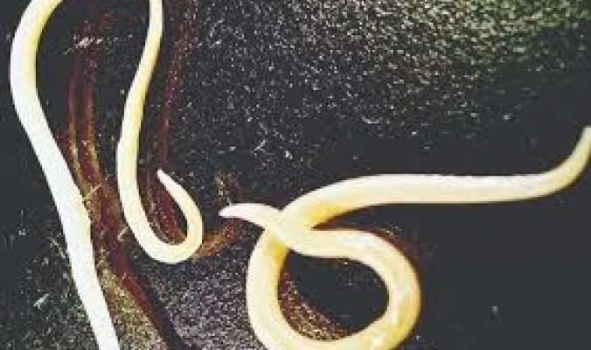 إعادة إحياء ديدان مجمدة ل42 ألف سنة