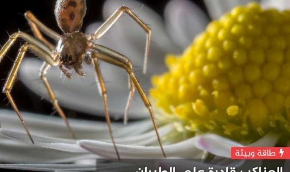 العناكب قادرة على الطيران لمئات الأميال باستخدام الكهرباء