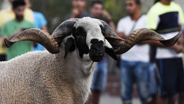 كبش العيد ينطح الجزائريين والمغاربة