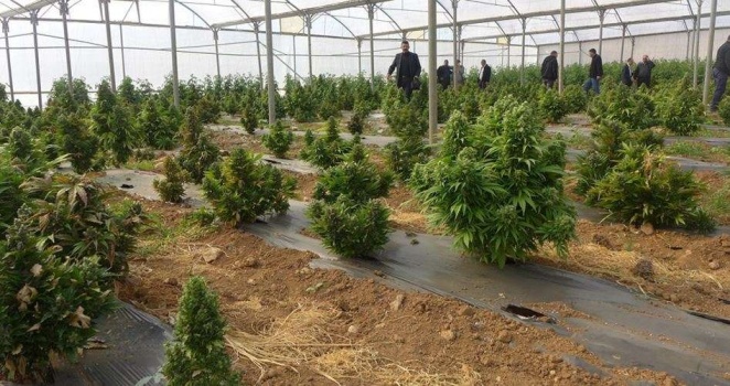4.4 مليارات دولار ينفقها الكنديون على الحشيش