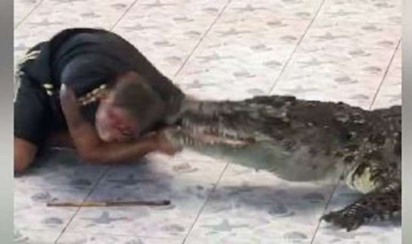 مشاهد مرعبة لتمساح يطبق فكيه على ساعد مدربه!