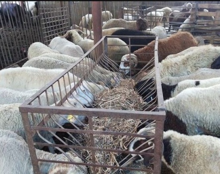 المفتي يؤكد جواز التضحية بالأنعام المسمنة