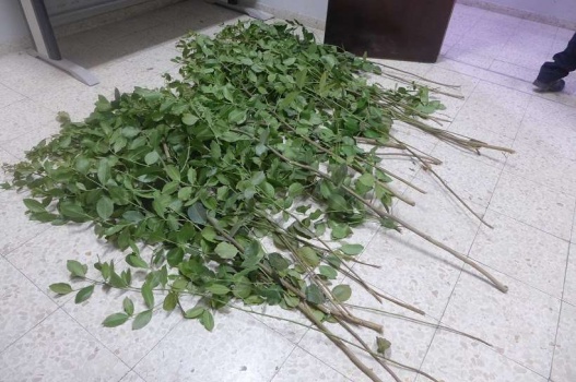 الشرطة تقبض على شخص زرع أشتال مخدرة في ساحة منزله جنوب جنين