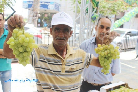 بالصور.. &rlm;إفتتاح مهرجان العنب في جنين&rlm;