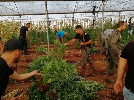 وقائي جنين يضبط آلاف أشتال الماريجوانا والقنب الهندي في أراضي زراعية بجنين