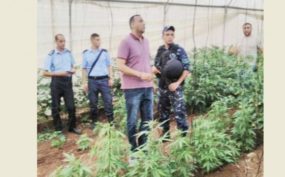 بالصور..الشرطة تضبط مشتل"مارغوانا" جديد شرق جنين