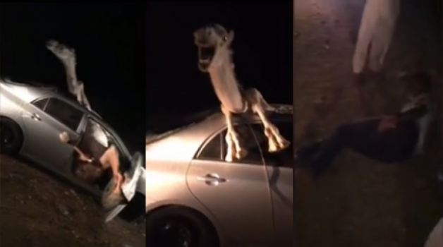 فيديو| جمل يقتحم سيارة سعودييْن في الأردن وما حدث لا يُصّدق!!
