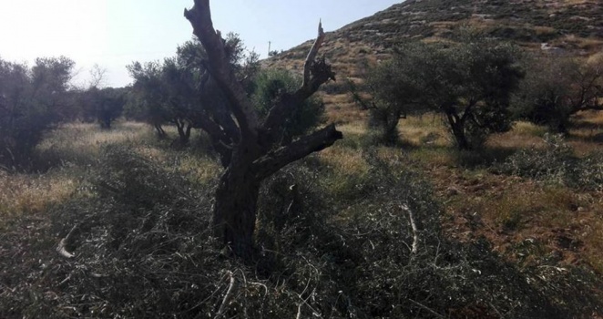 مستوطنون يقتلعون أشجار زيتون جنوب الخليل