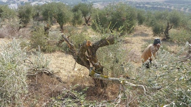 بالصور..مستوطنون يقطعون ٢٠ شجرة زيتون مثمرة جنوب نابلس