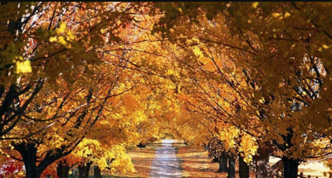 فصل الخريف يبدأ الأحد القادم
