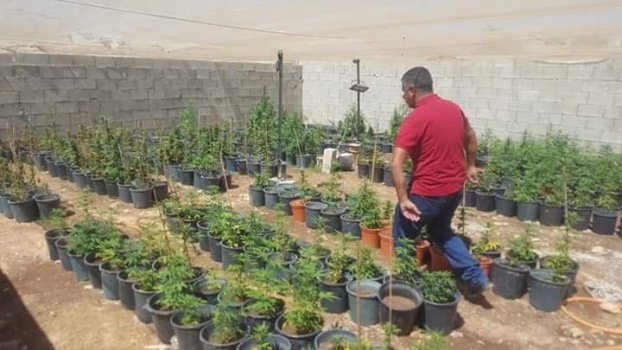 الأمن الوقائي يضبط مشتلا لزراعة المخدرات في الخليل