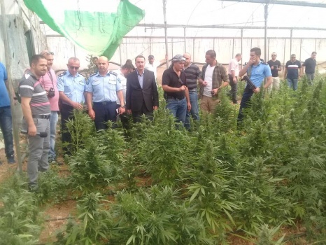 بالصور..الشرطة تضبط  2600 شتلة مخدرة داخل مشتل كبير في السموع جنوب الخليل.