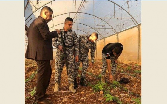 بالصور..ضبط مشتلاً للمارجوانا المخدرة في قرية عربونة شرق جنين
