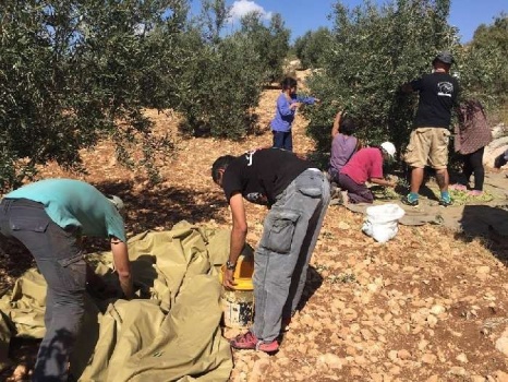 مستوطنون يسرقون محصول الزيتون في قرية بورين جنوب نابلس