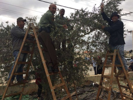 بالصور..يوم عمل تطوعي لقطف الزيتون في الزبابدة جنوب جنين
