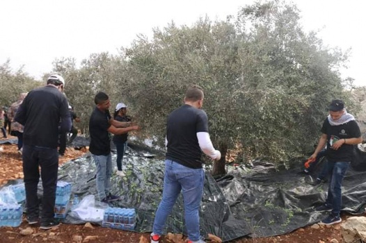 جنين: إنطلاق الحملة الوطنية السنوية لقطف ثمار الزيتون تحت شعار ( باقون كشجر الزيتون )