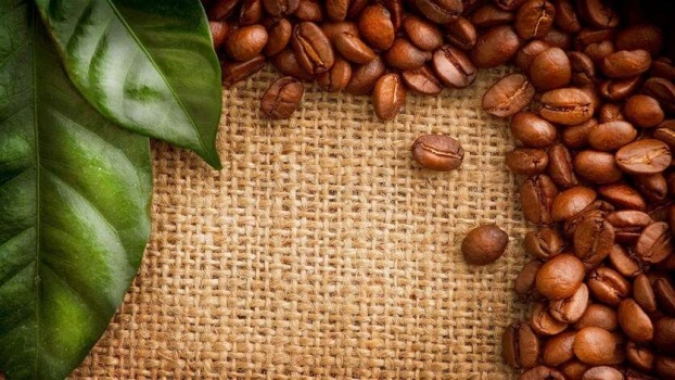 كارثة في مزارع القهوة تهدد بالقضاء على كامل المحصول