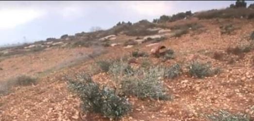 مستوطنون يقتلعون أشجار زيتون في ترمسعيا