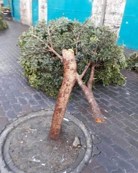 الشرطة تقبض على شخص قطع اشجارا في بيت لحم.