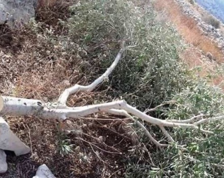 مستوطنون يقطعون 40 شجرة زيتون شرق رام الله