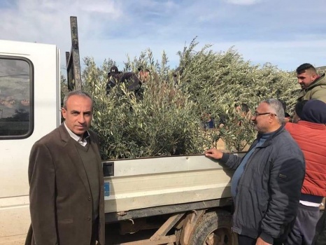 زراعة جنين توزع 100 ألف شتلة زيتون وخزانات مياة على المزارعين
