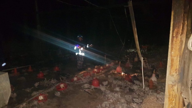 صور..نفوق 7000 طير دجاج نتيجة حريق مزرعة في بلدة بزاريا شرق طولكرم