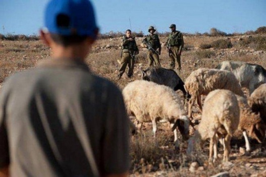 مستوطنون يطاردون رعاة أغنام في الأغوار الشمالية