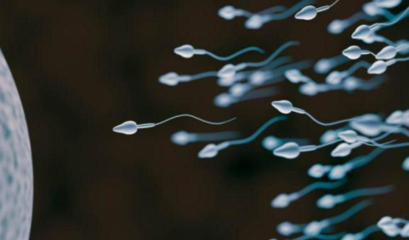 تصحيح الخطأ المتداول بشأن خصوبة الرجال