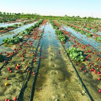 المنخفض الجوي يعصف بالمحاصيل الزراعية