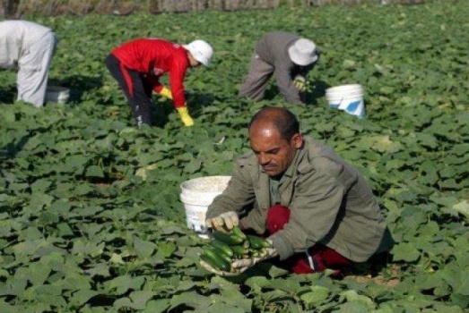 غزة: قرار يقضي بالسماح للمزارعين بتسويق الخضروات وتوفيرها بالأسعار المعتمدة