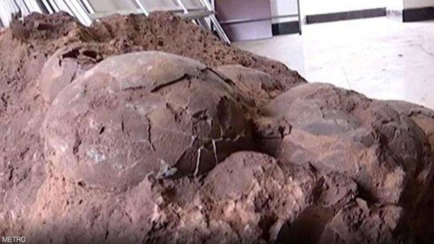 بالصور.. خرجوا في نزهة وعادوا ببيض عمره 145 مليون سنة