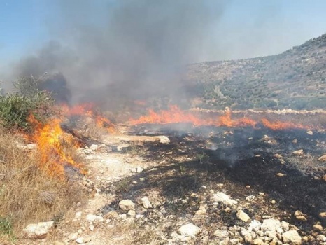 صور...حريق يلتهم مئات أشجار الزيتون في قرية عانين غرب جنين