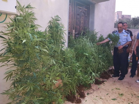 ضبط أشتال ماريغوانا وقنب هندي في سلفيت