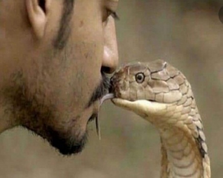 "كوبرا" تقتل مروضها المصري أمام الجمهور