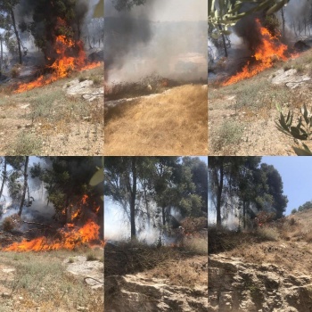 صور...حريق يلتهم أكثر من 100شجرة زيتون واشجار حرجية جنوب جنين