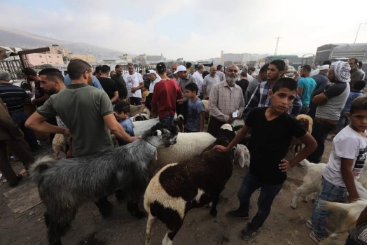 ركود غير مسبوق بالأضاحي بالضفة.. والتجار والناس "الحال على الله"