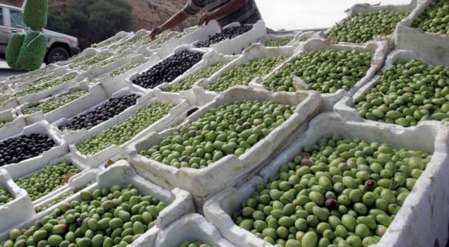 توقعات.. موسم زيت الزيتون سيكون الافضل منذ 2006