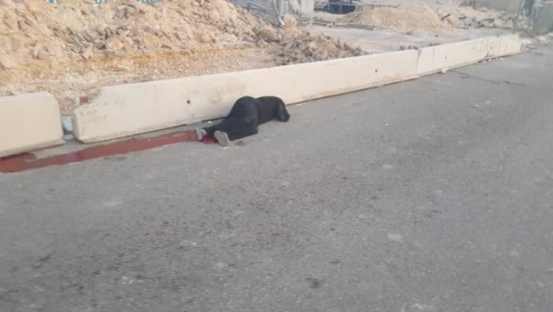 شهيدة على حاجز قلنديا .. تُركت تنزف حتى الموت